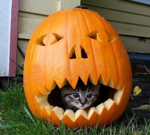 CatFoodBreath's tweet photo. After some time, Garbanzo managed to escape from the evil pumpkin.  It was close, though.   #NationalPumpkinDay #snelovespets https://t.co/cscPB50ZEZ