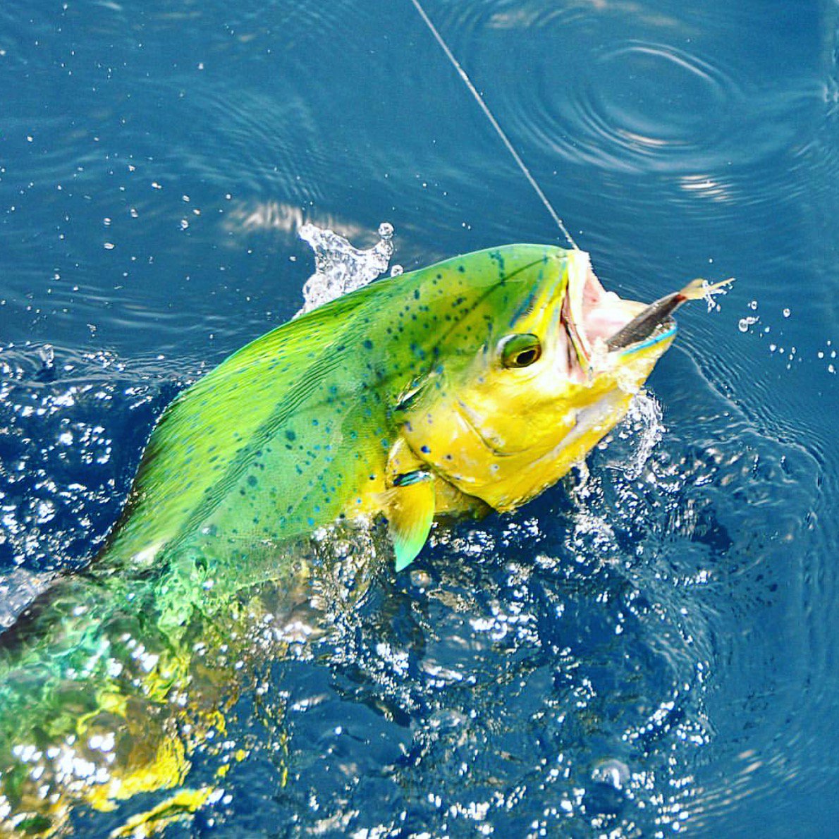 FishFishme's tweet photo. Mahi, Amberjack, longtail tuna, and sailfish. It doesn't get any better than this. Soolyman Sportfishing Charters. https://t.co/Iw35YEvatF