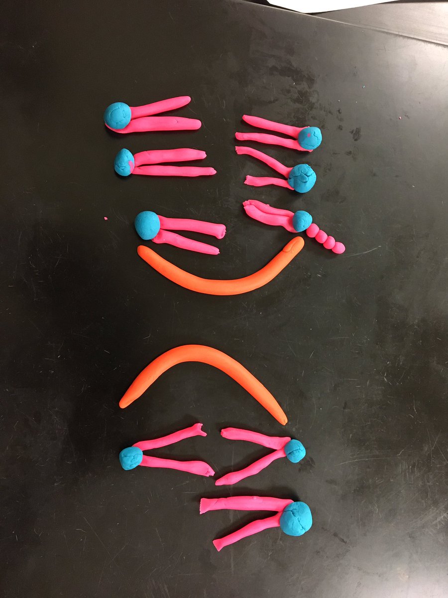 MrJonesIA's tweet photo. #mypbio modeling with @PlayDoh creating the plasma membrane of all cells! #iarocks https://t.co/Xsq6rXSqrA