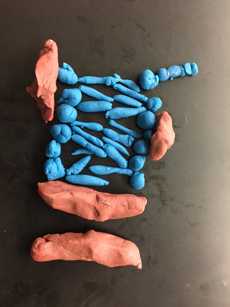 MrJonesIA's tweet photo. #mypbio modeling with @PlayDoh creating the plasma membrane of all cells! #iarocks https://t.co/Xsq6rXSqrA