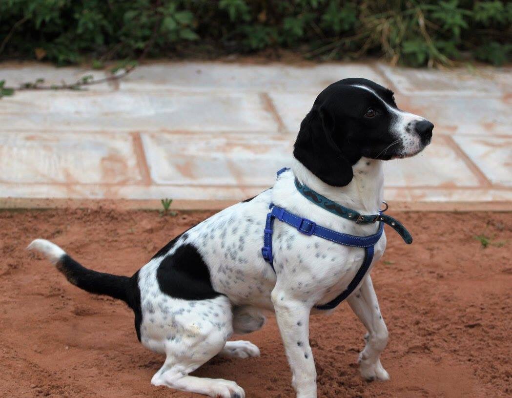 InNeedAnimals's tweet image. Patch is a 2yrold spaniel/beagle cross.Needs experienced adult home only who will do training classes as he can be dominant. #givemeachance🐾