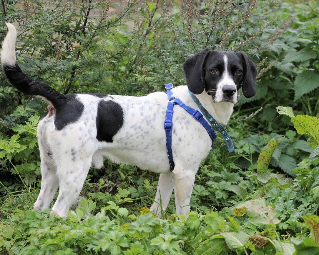 InNeedAnimals's tweet image. Patch is a 2yrold spaniel/beagle cross.Needs experienced adult home only who will do training classes as he can be dominant. #givemeachance🐾
