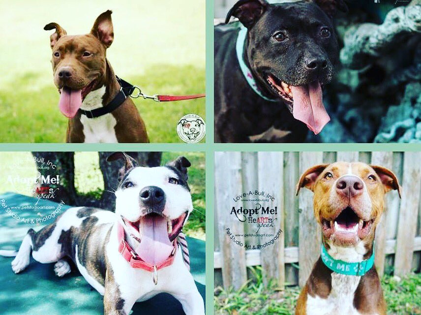 BarkNPurrAustin's tweet image. #Adoption #atxevent @BarkNPurrAustin, Saturday from 10-2! Meet and fall in love with the #adoptables from @Love_A_Bull!
