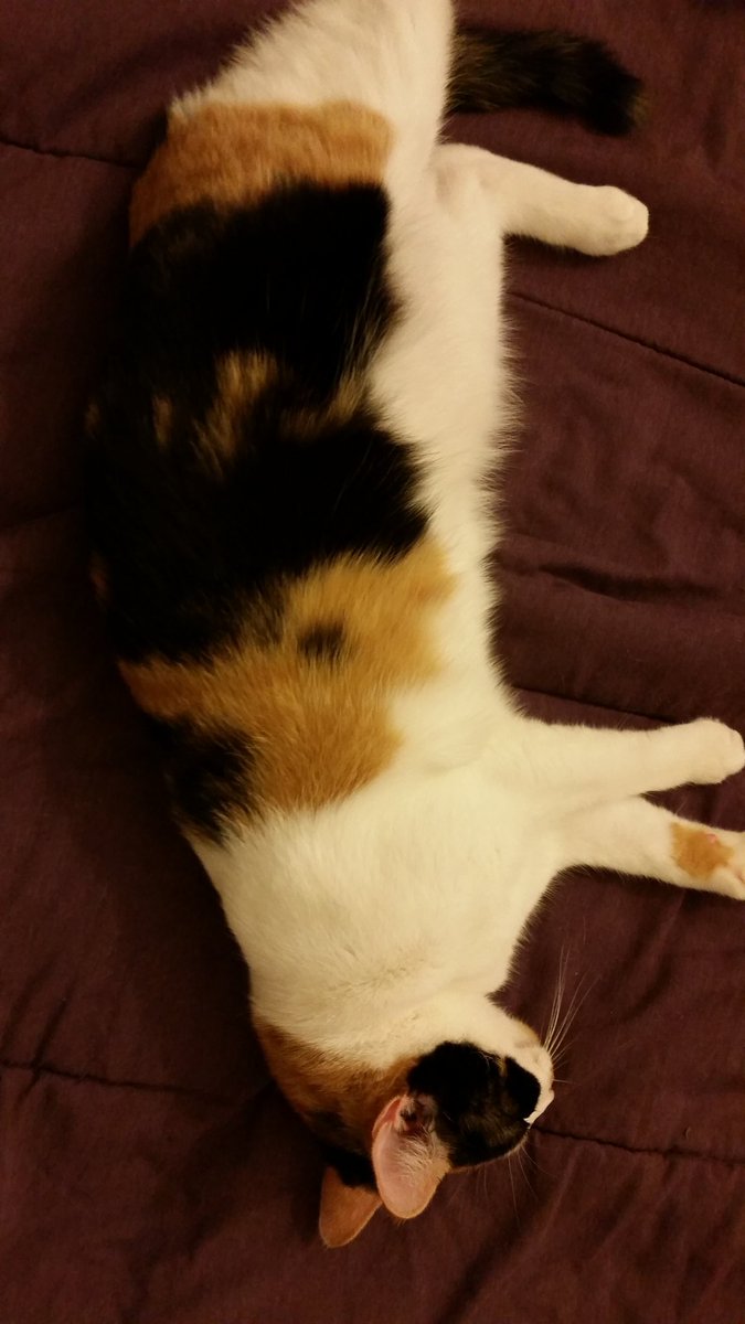 amor_vuelveTX's tweet photo. Transferring recipes to another storage, hungry and missing my girls #Pasho #BabyYvette #mWo #ExcitingKitchenPrep https://t.co/u4pw8MwP42