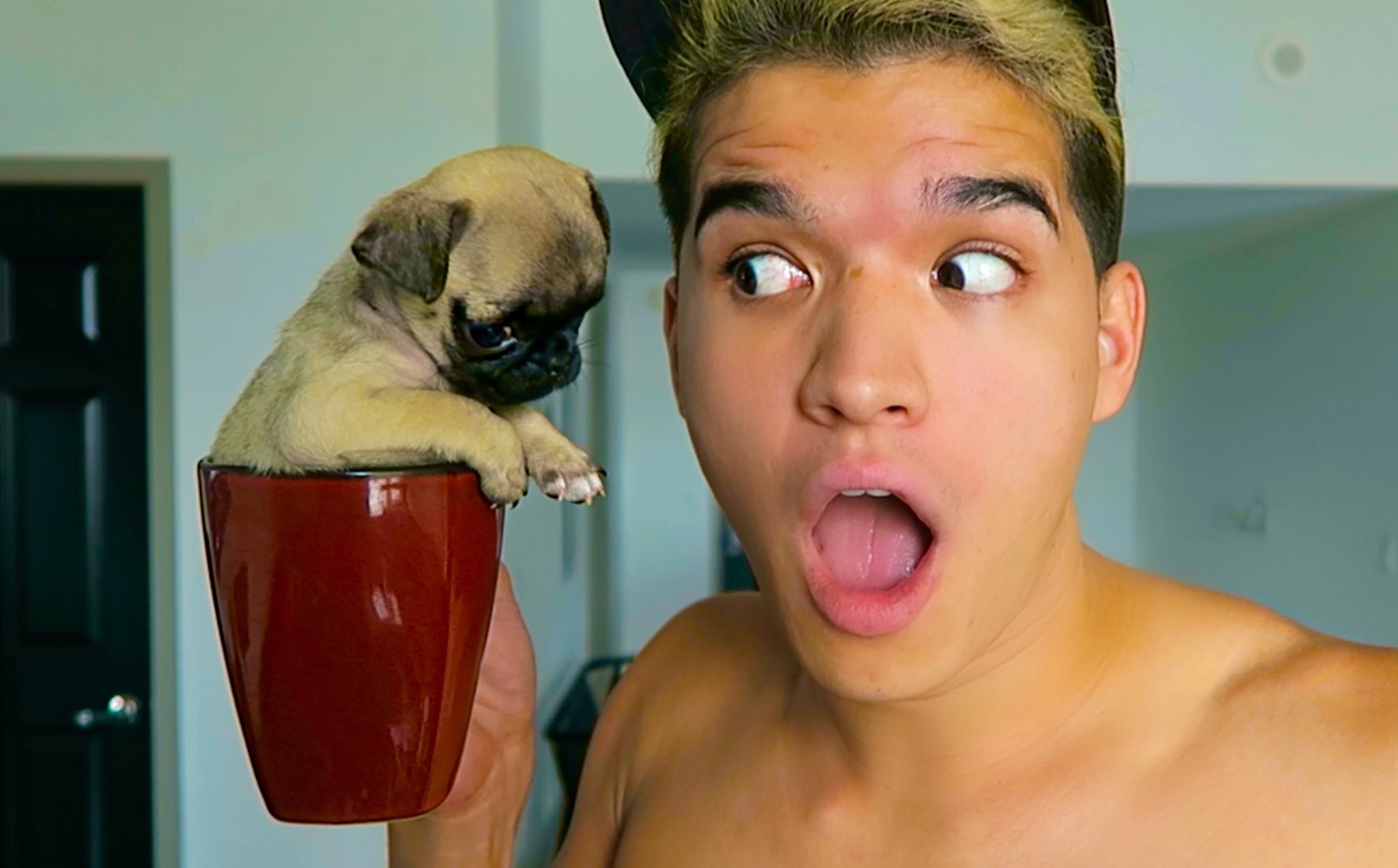 Alex wassabi dog