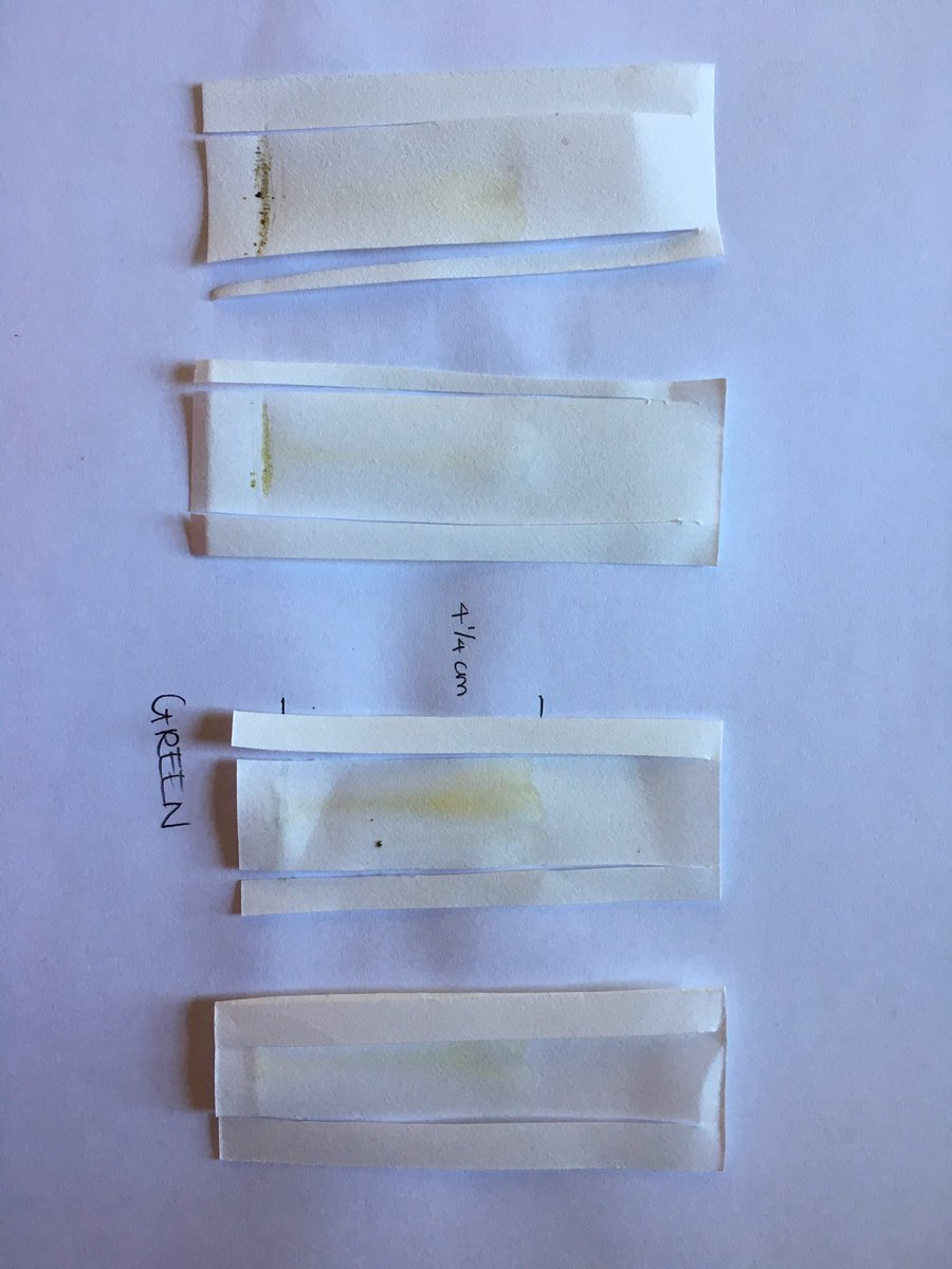 APBioRox's tweet photo. Green leaf chromatography! #apbio3 https://t.co/Xa7PMiy5co