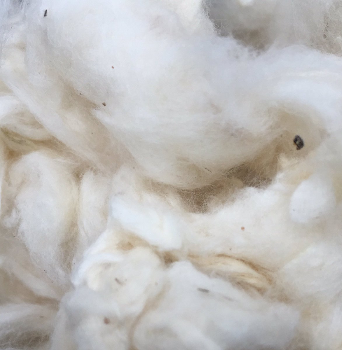BrooksBrothers's tweet photo. .@Supima cotton is actually graded, based on contamination, color and preparation. #BrooksBrothers #BBLovesSupima https://t.co/78qp0lNEPV