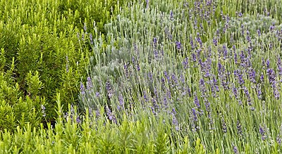 equilibrioper1's tweet photo. El aroma de #MANIPURA es el limón, la lavanda y el romero. https://t.co/mtFdEbTc3o