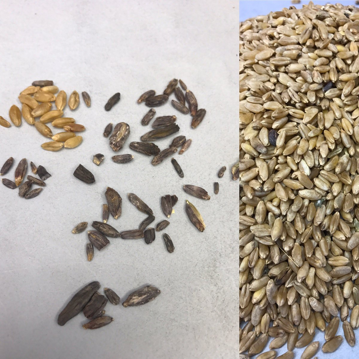 Seed_Testing's tweet photo. Some of the many shapes and sizes of Ergot that can be found in a single sample. #ergot #seedpurity #letsgrowtogether https://t.co/ca21W1qpeX