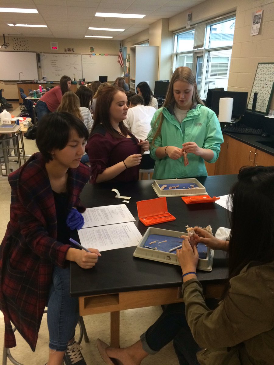BEHSAnatPhys's tweet photo. Learning about muscles and muscle contraction. #herechickychicky #chickenwave https://t.co/H6DnsNOBjt