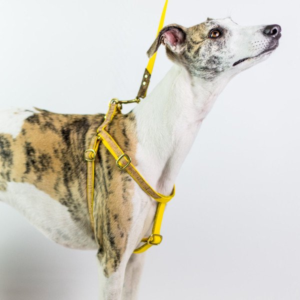 Dogsnug's tweet photo. Our new sustainable range of dog harnesses is out now: Ray Of Sunshine Dog Harness - https://t.co/DJ0JjDrgTR https://t.co/65jw7gvBbm