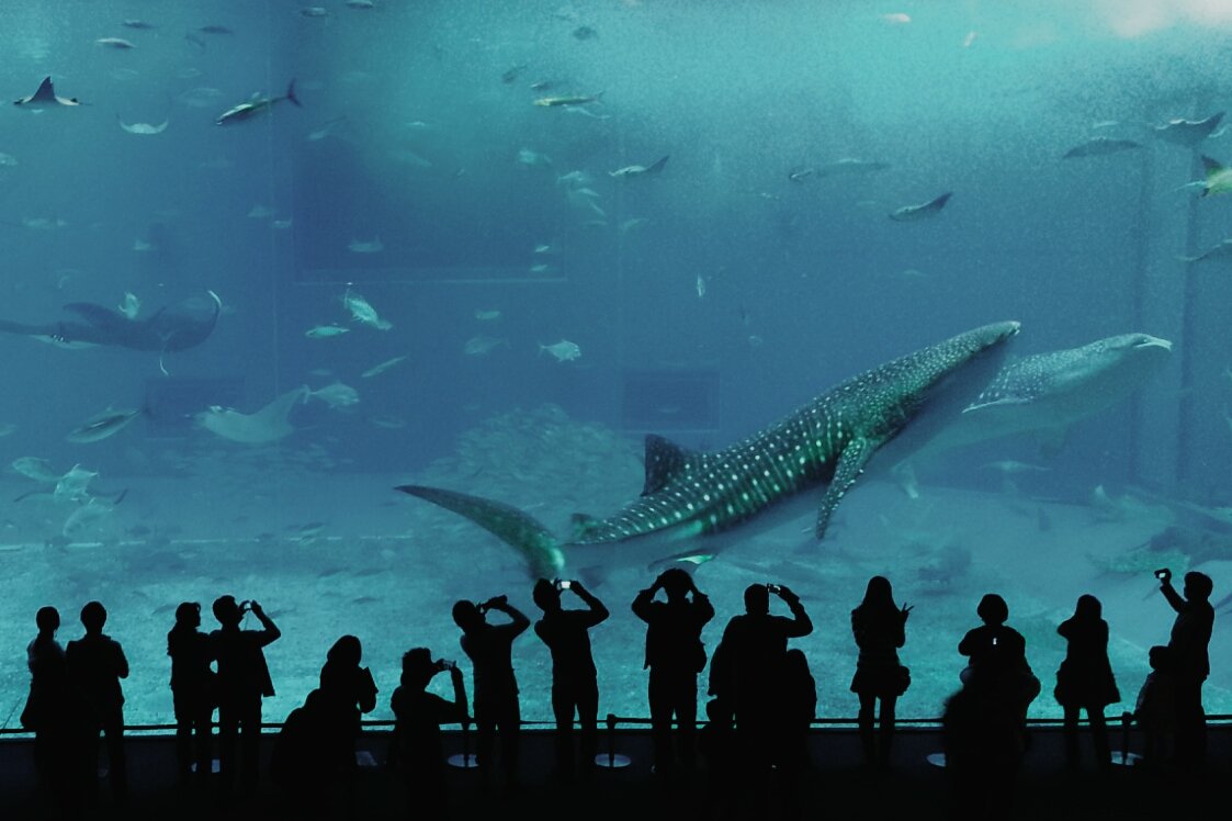 ViajaEnElMundo's tweet photo. Acuario 🐠 https://t.co/kHZk00MIyW