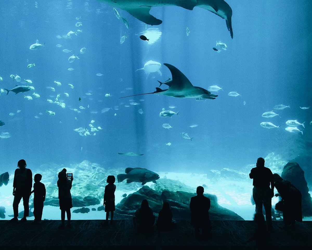 ViajaEnElMundo's tweet photo. Acuario 🐠 https://t.co/kHZk00MIyW