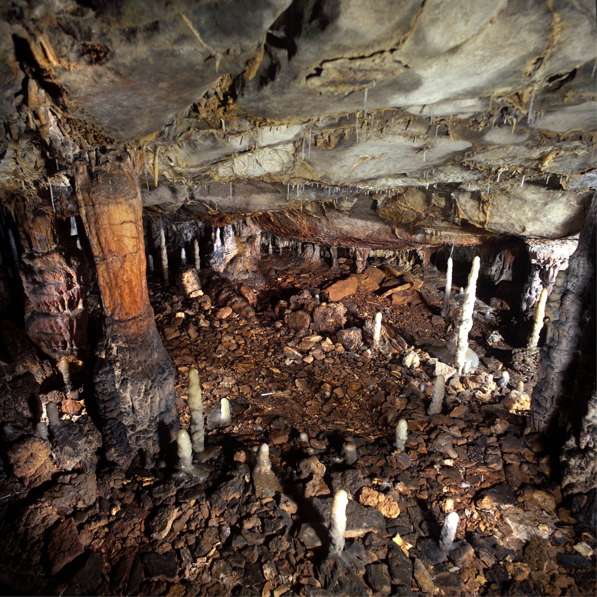 elmundociencia's tweet photo. El hombre del Paleolítico extinguió al león de las cavernas por su piel. https://t.co/K47l76B1hm https://t.co/QcuH3EdDu9