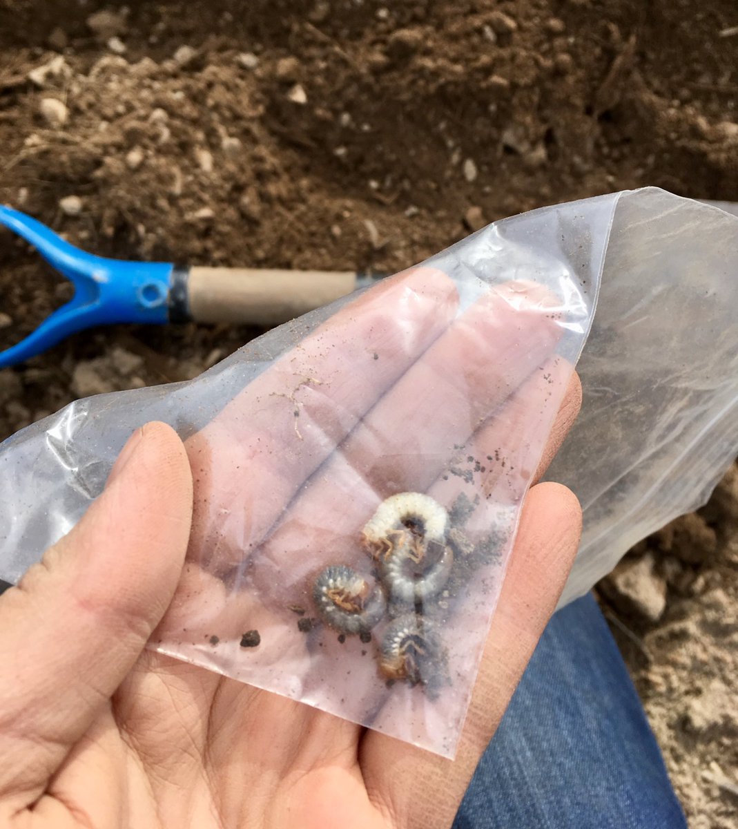 Nicole_Holmes16's tweet photo. Still finding grubs near Orangeville, just from digging. Get out and check your fields! #grainbugs #ontag #fromthefield https://t.co/Mmb12Q1KJI