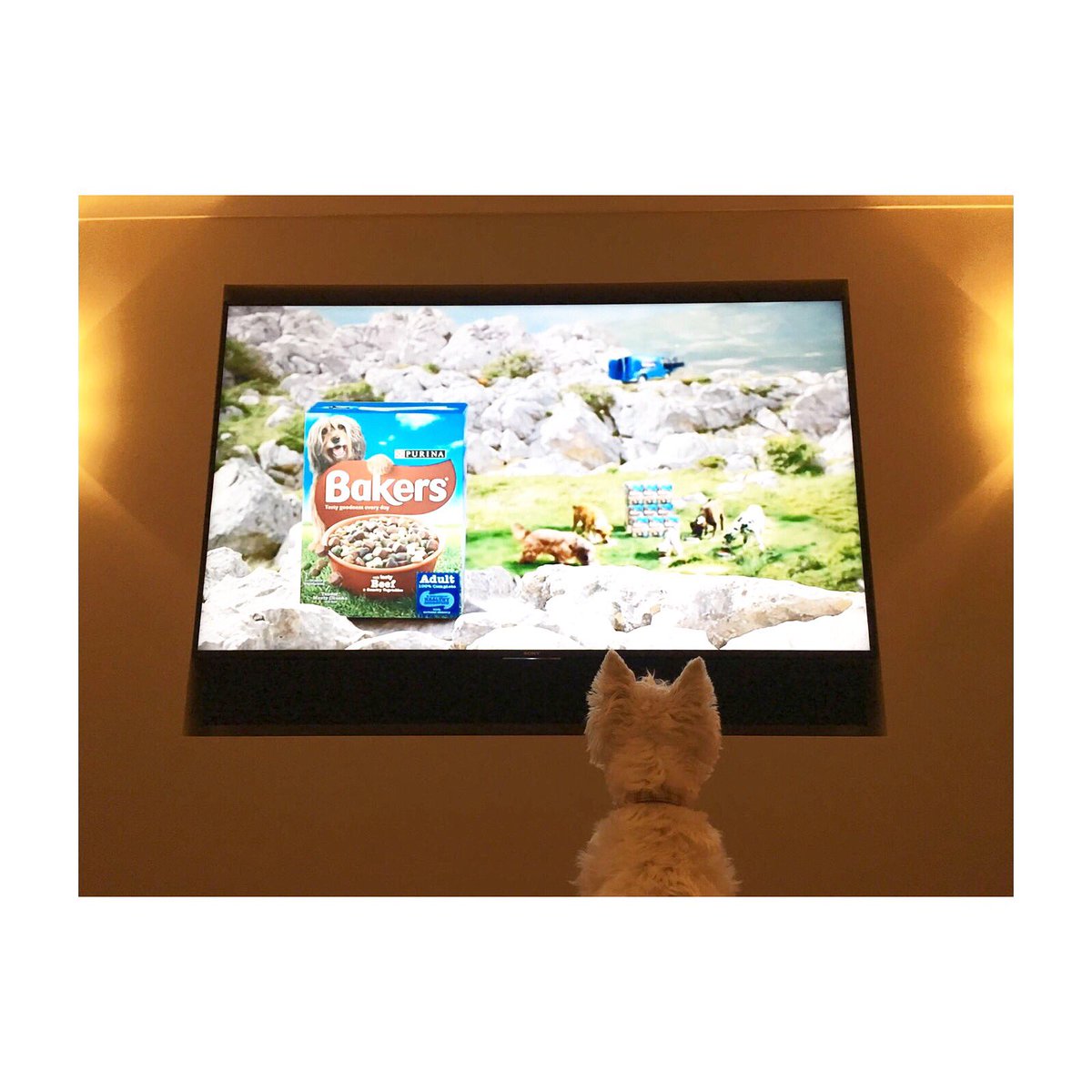 FrannieAlice's tweet photo. @Purina Finners was loving the ad break content last night #work #advertising #lols https://t.co/GpXJydysNy