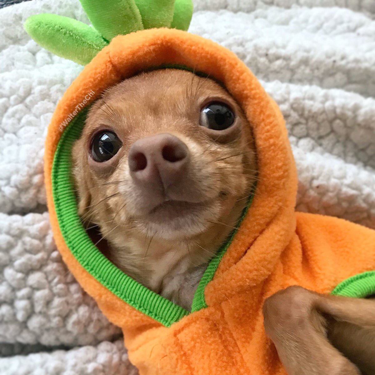 Happy #NationalPumpkinDay from this carrot-looking pumpkin pup! 🎃 

#WalterTheChi #pumpkin #dogsoftwitter #dogrescuedog