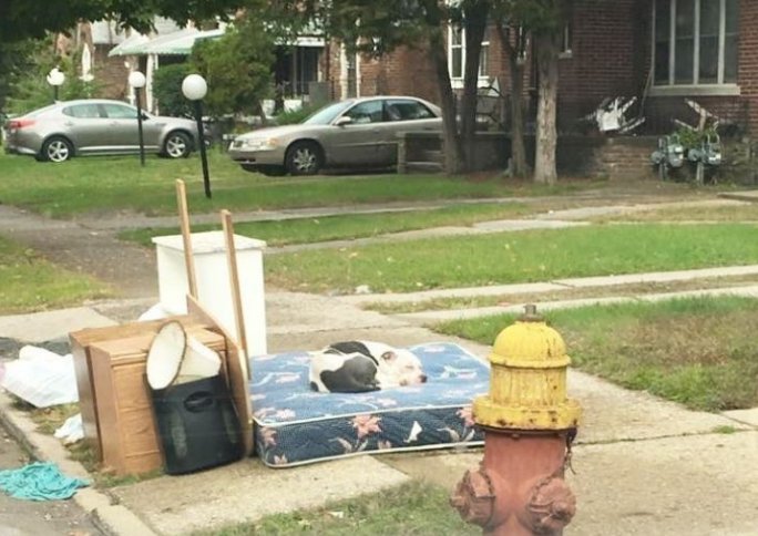 JustDoSmthing's tweet photo. PEOPLE SUCK. #Detroit #DogDumping https://t.co/bzU5LUVBmn #ROC https://t.co/BuVHN0dvY6