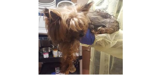 PoPville's tweet photo. $2,000 Reward Offered “On Thursday a senior female Yorkie was discovered in a residential trash can in an alley”
https://t.co/xHBySz5XZb https://t.co/BoKMsgonjo