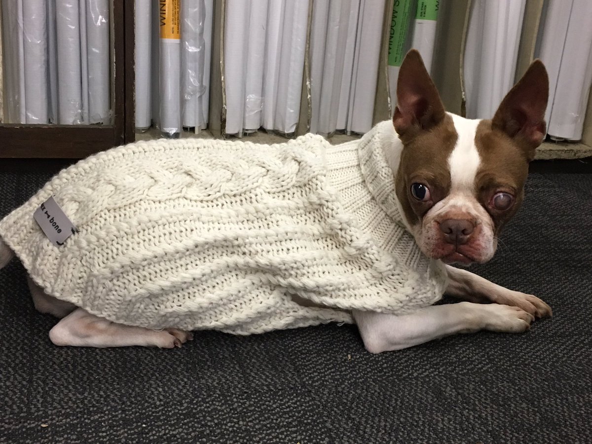 SteveDelfino's tweet photo. Here's a hardware store dog wearing a cable-knit sweater. #dogsinsweaters #cableknit #hardwarestoresofinstagram https://t.co/Q39CZ56nve