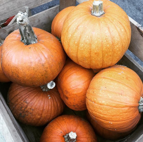 LiaisonCapHill's tweet image. Pumpkins for sale! Pumpkins for sale! Head down the street to @citycenterdc and visit Full Cellar Farm for these beauties. #FallinDC