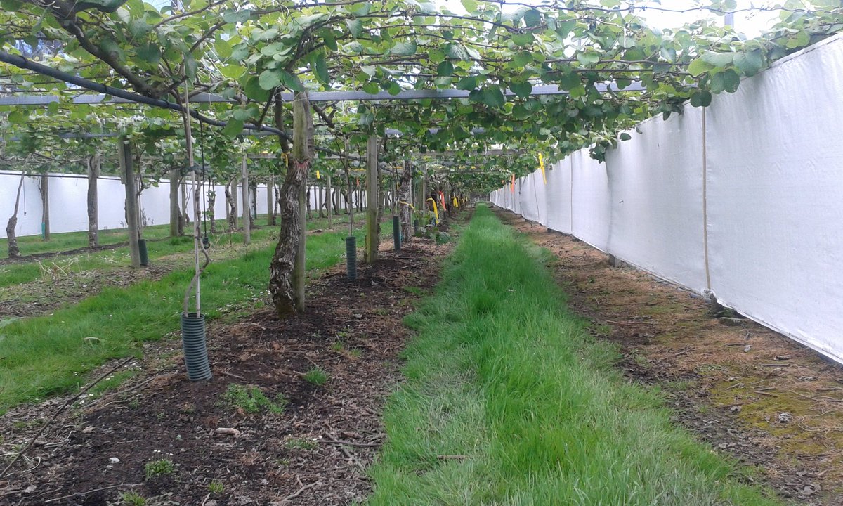 DrAndrewEast's tweet image. Visiting an orchard with @Leo_Lai1 @jtongonya Sorting out the first experiment for next season. #fruitdevelopment