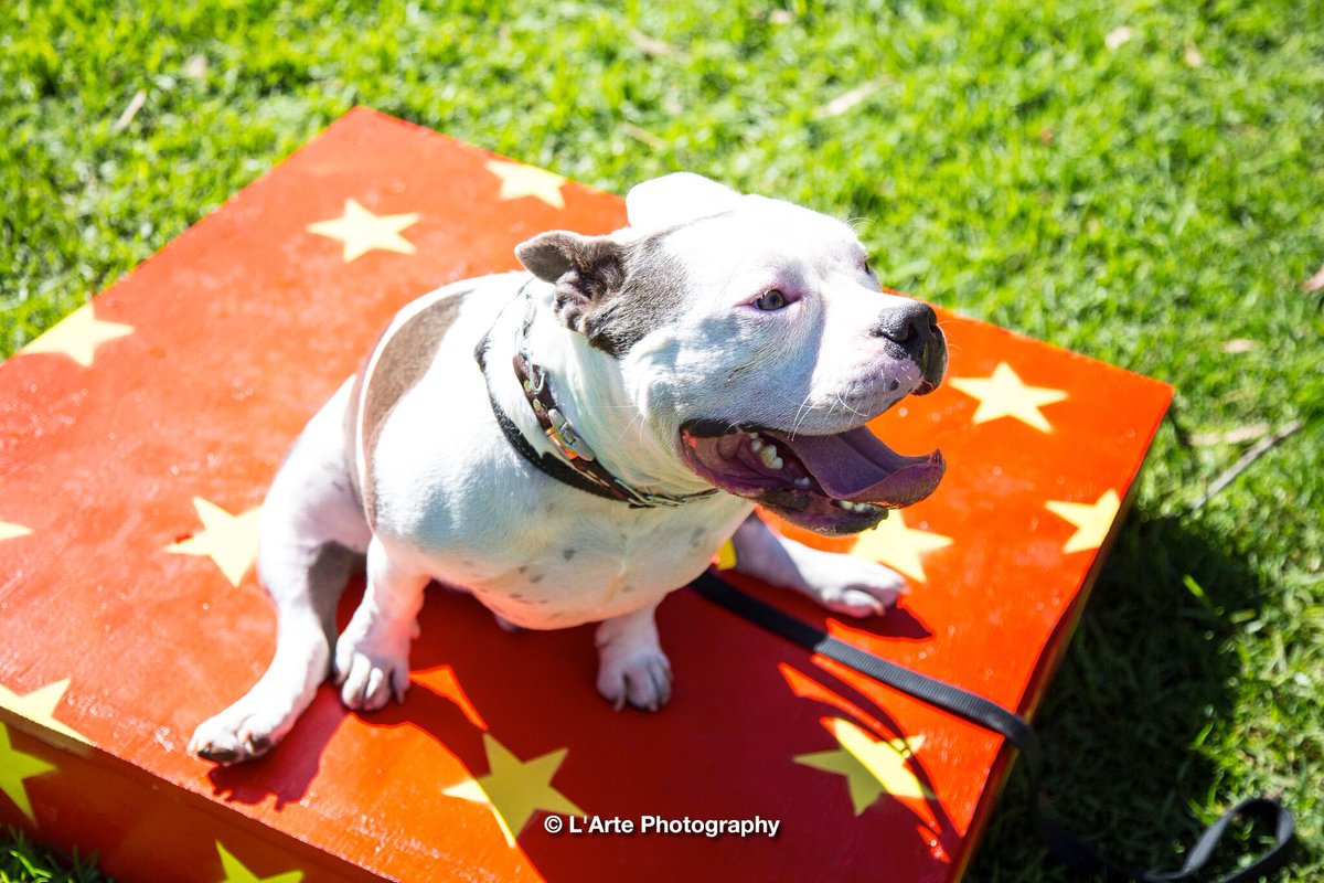 ConsciousK9's tweet photo. What a great day for dogs and their owners. #NationalPitbullAwarenessDay https://t.co/0VrkQy1vbz