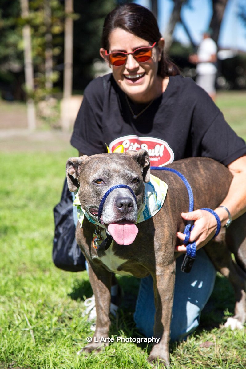 ConsciousK9's tweet photo. What a great day for dogs and their owners. #NationalPitbullAwarenessDay https://t.co/0VrkQy1vbz