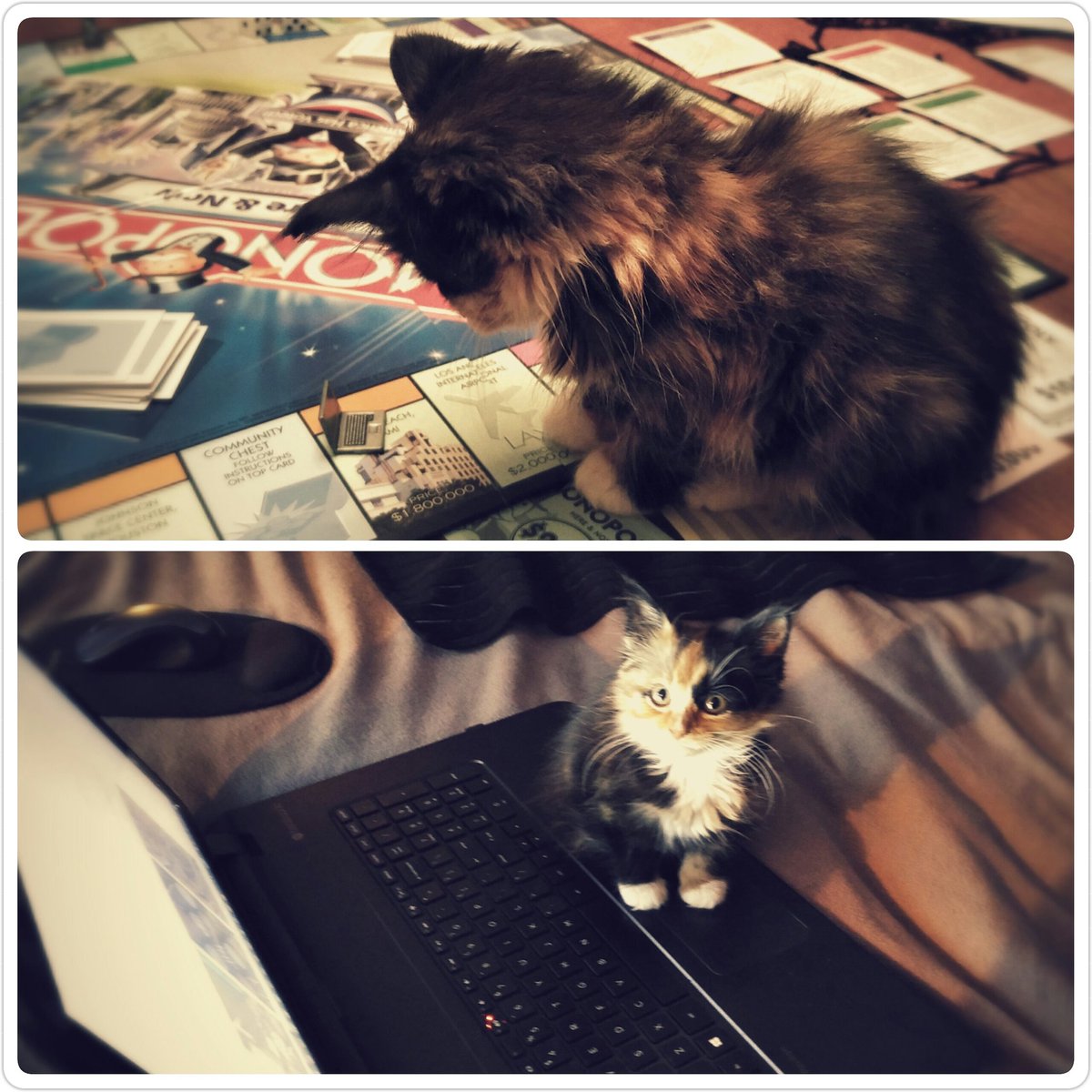 MaskedFilms's tweet image. Pumpkin Spice Kitty loves Laptop Computers. #workingkitty #cutecat #cutekitty #productioncat