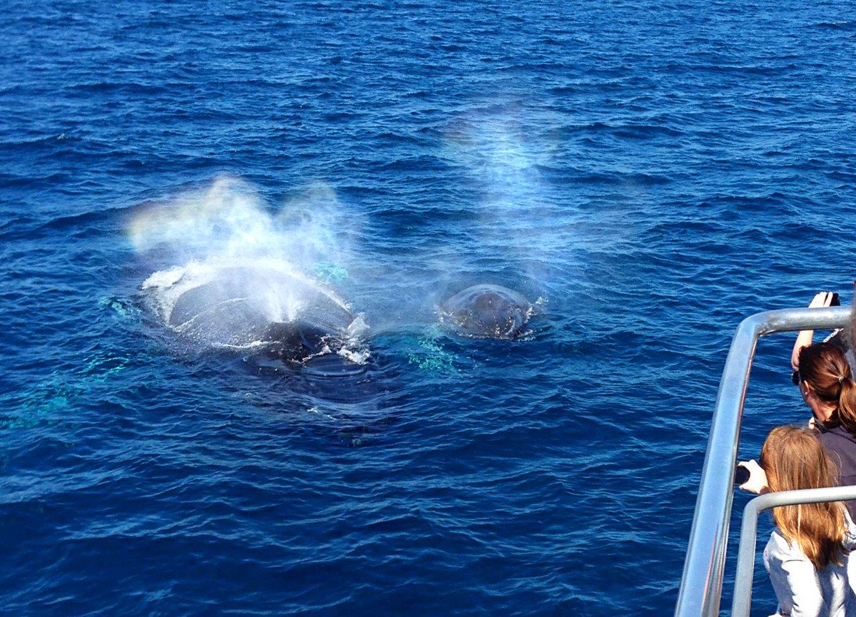 QuickCatII's tweet image. Last weekend of whale watching so come and say goodbye to the whales for another year @QuickCatII #visitfrasercoast #thisisqueensland