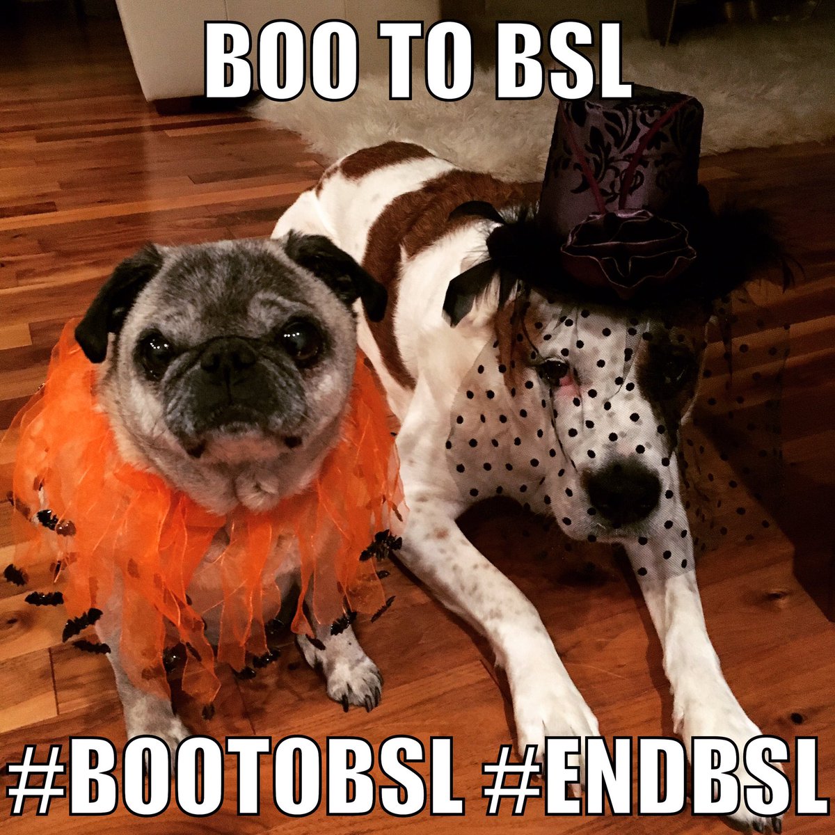 jane_endbsl's tweet photo. What are you doing to help? #endbsl #SPCA #cmmtl #winnipeg #ontario #bootobsl #montreal #johnwick2 #shamecoderre @Sia @Keanu_Reeves #375mtl https://t.co/lljzobCn5m