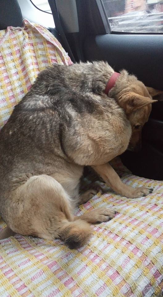 Absceso ocasionado por golpes. Irá a cirugía. Wanda Svegliati 154-49158484 Tránsito zona norte, Beccar, S.Isidro, S.Fernando <a href="/flandivar/">Facundo Landívar</a>