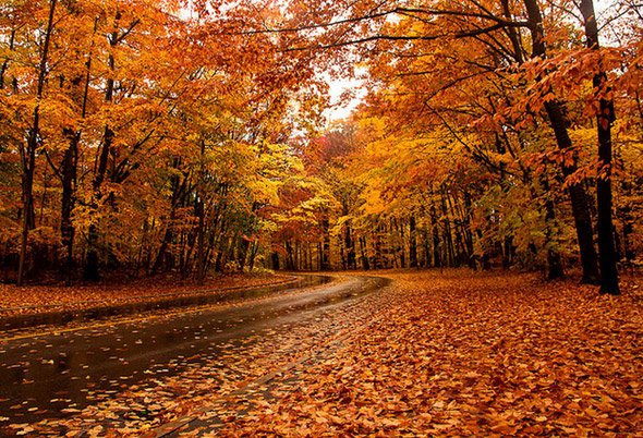 blogTO's tweet image. We want to see your fall photos! Be sure to tag your leafy pics with #fallTO on Instagram and Twitter all season long