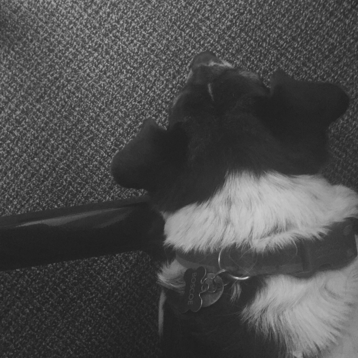Marketing_SL's tweet photo. There's something under my desk! #BoscoeDay #Officedogs #DogsatWork https://t.co/CX0k3tMSI3