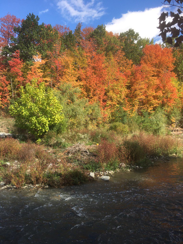 Mensana88's tweet image. #fallTO