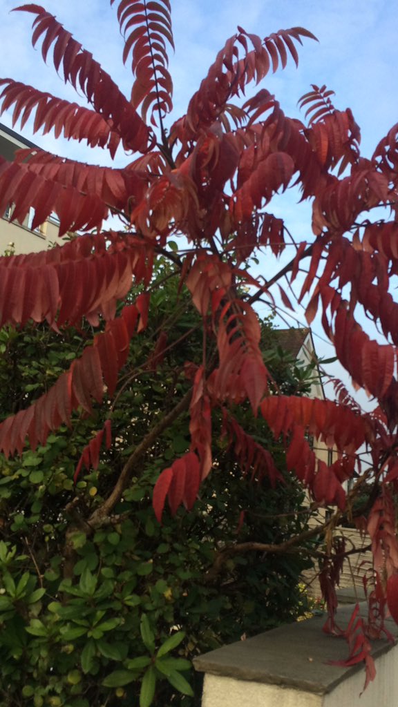 acmswilliams's tweet photo. Smells like #autumn https://t.co/ExCZeUCZAL