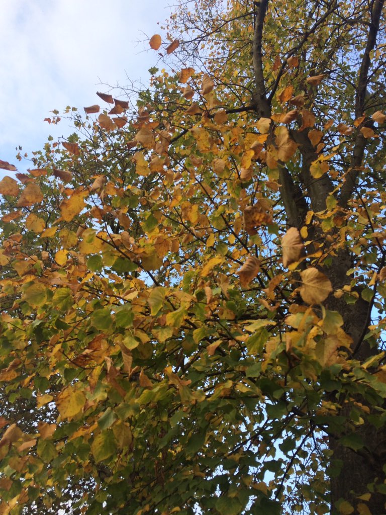 acmswilliams's tweet photo. Smells like #autumn https://t.co/ExCZeUCZAL