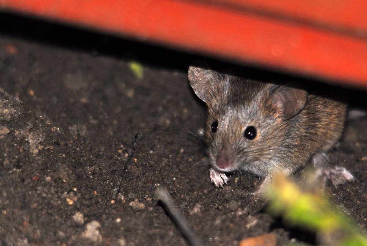 WildlifeTrusts's tweet photo. Mice - fascinating creatures that live alongside us #Autumnwatch #MouseMaze https://t.co/WCW5DNMxnh