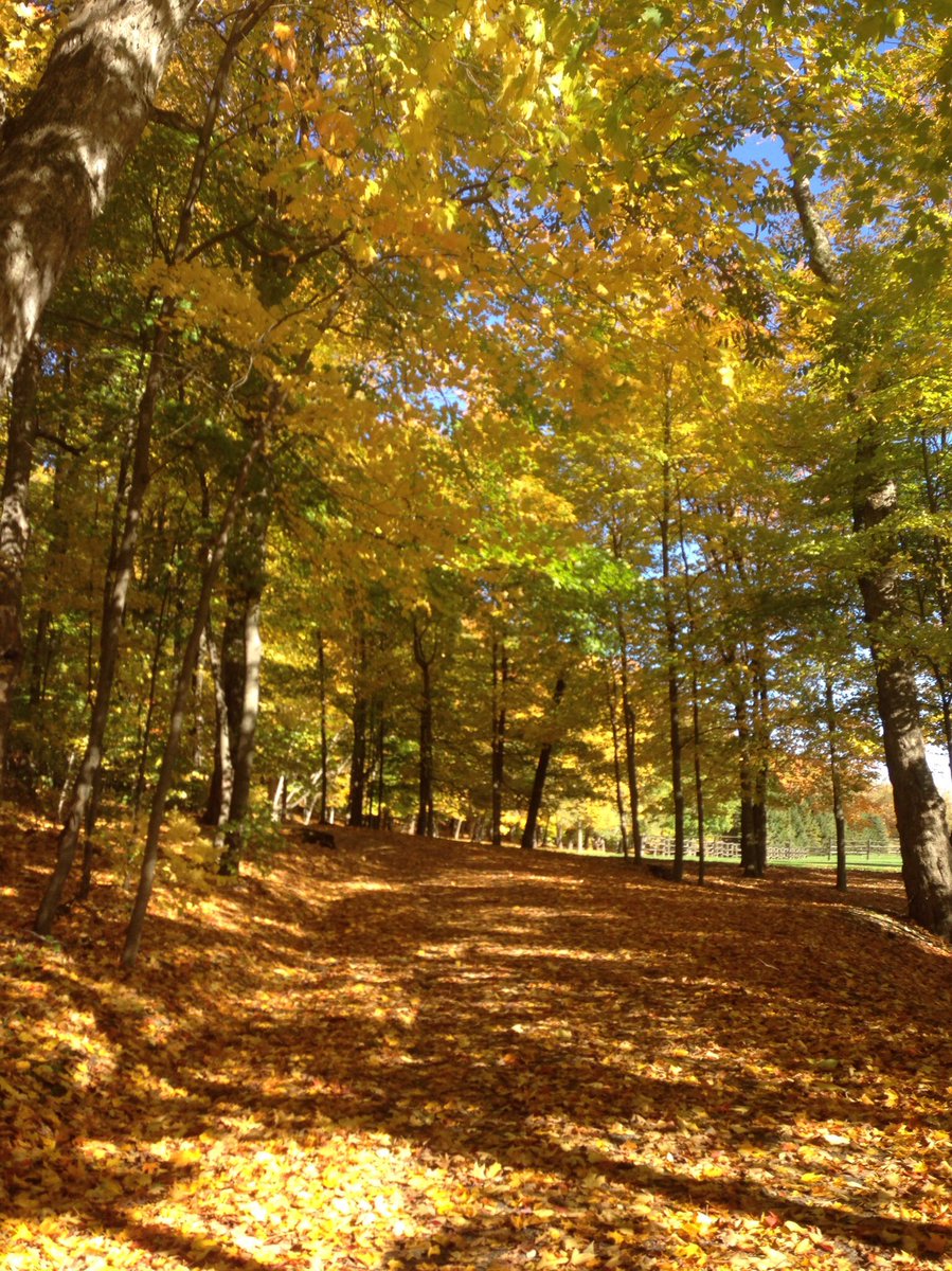 JanellesPowell's tweet image. What's more beautiful than the array of colours #fall brings? #FallTO
