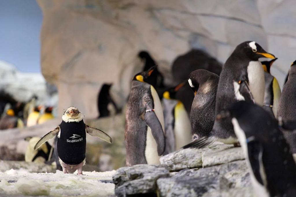 SeaWorld's tweet photo. I spy with my little eye…an adorable 🐧 ! Can you? Thanks for sharing this awesome photo with us, Tiffany! https://t.co/sxhPtVcbKU https://t.co/5a18yFVEig