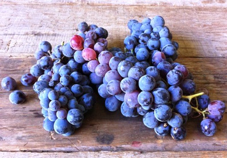 graitgrappa's tweet photo. EU legislation mandates the term "grappa" only be used if the grapes have been harvested in Italy | #graitfacts #grait #alchemy #graitcode https://t.co/ezJnv5cT1E