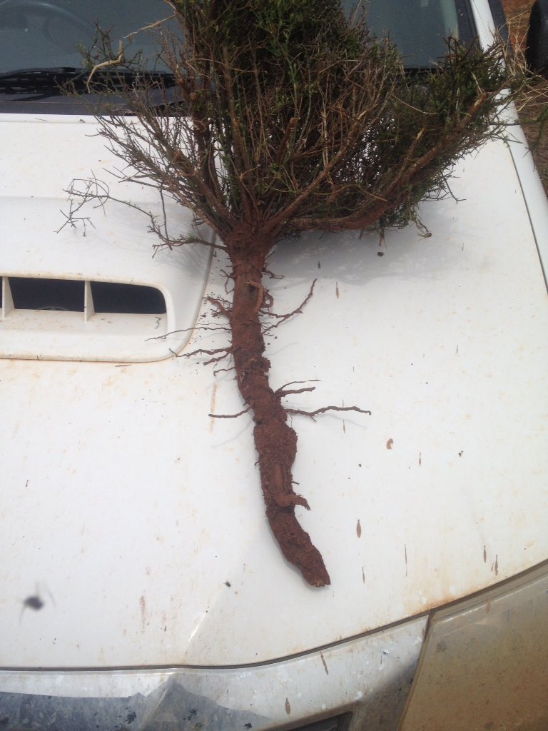 woodview01's tweet photo. Who needs tillage radish when you've got cotton bush https://t.co/x7BskS9Gia