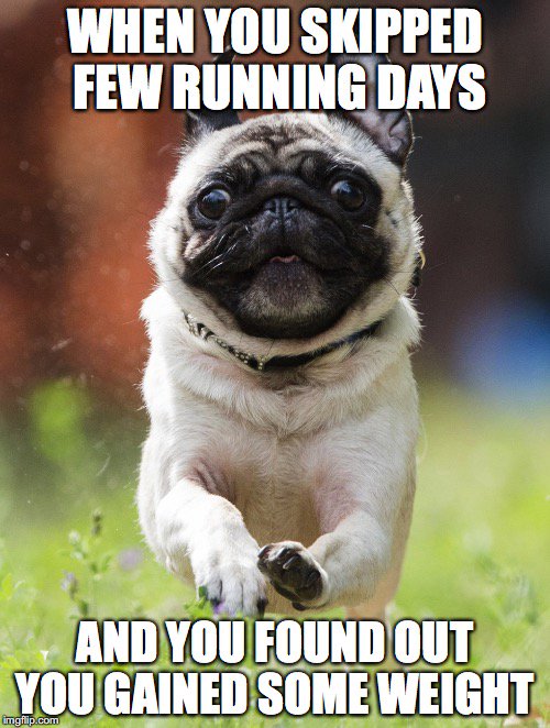 runningbetapp's tweet photo. #runningmeme #runningmemes #pugrun #lazyday #skippingrunning https://t.co/IHn3GTJFaE