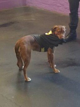4PawsRoselle's tweet photo. "Maybe if I hide behind my cape, they won't see me" #4PawsInnRoselle #dogsoftwitter #ChristmasPup #PAWsomePups #CinemaMyHollywoodTreasure https://t.co/Y12h5uUQbg
