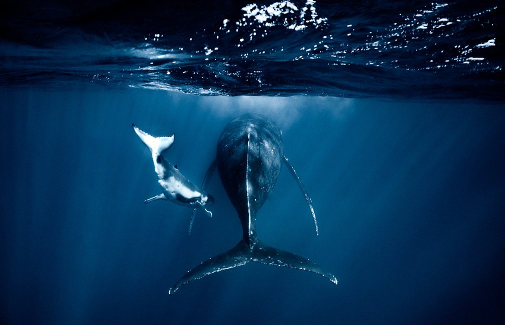 Greenpeace's tweet photo. These amazing photos of humpback #whales will make you fall in love with—and protect—them 🐋  https://t.co/dzReyWRYKc #natureisawesome https://t.co/HV6o4sCMgR