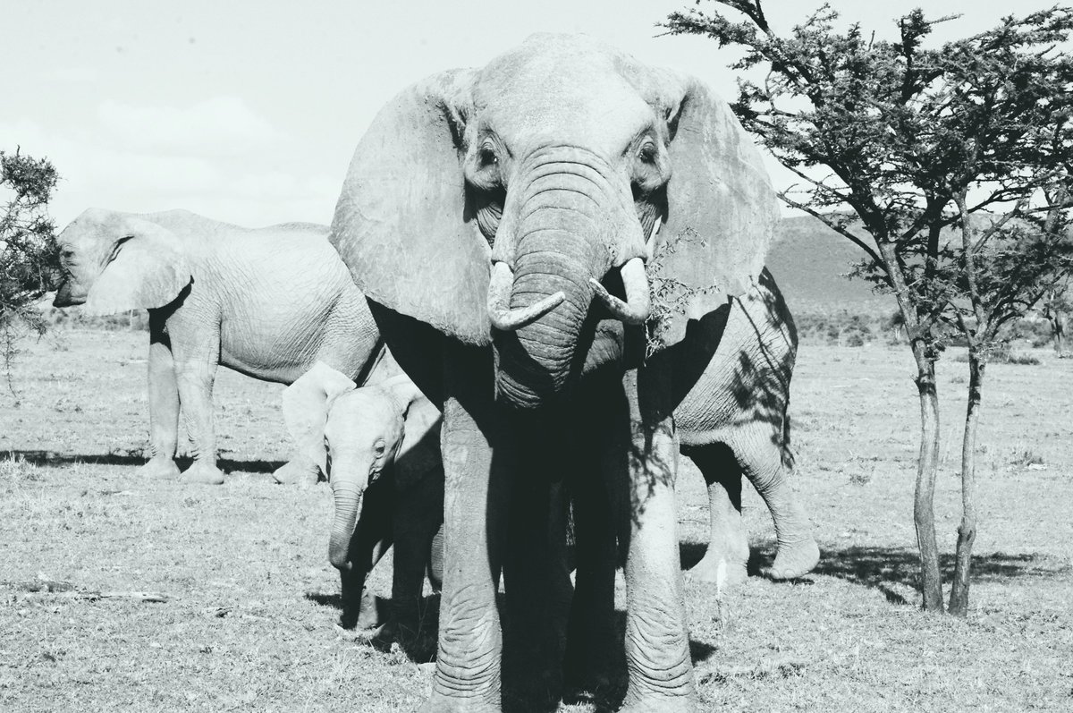 jenpoetess's tweet photo. CLARITY: 'Children' learn 'E' is for 'Elephant'βnot 'Extinction.'
Yet @USFWS voted for more trade in species π @DirectorDanAshe #ivoryfreePA https://t.co/qbZ3A5XWoL