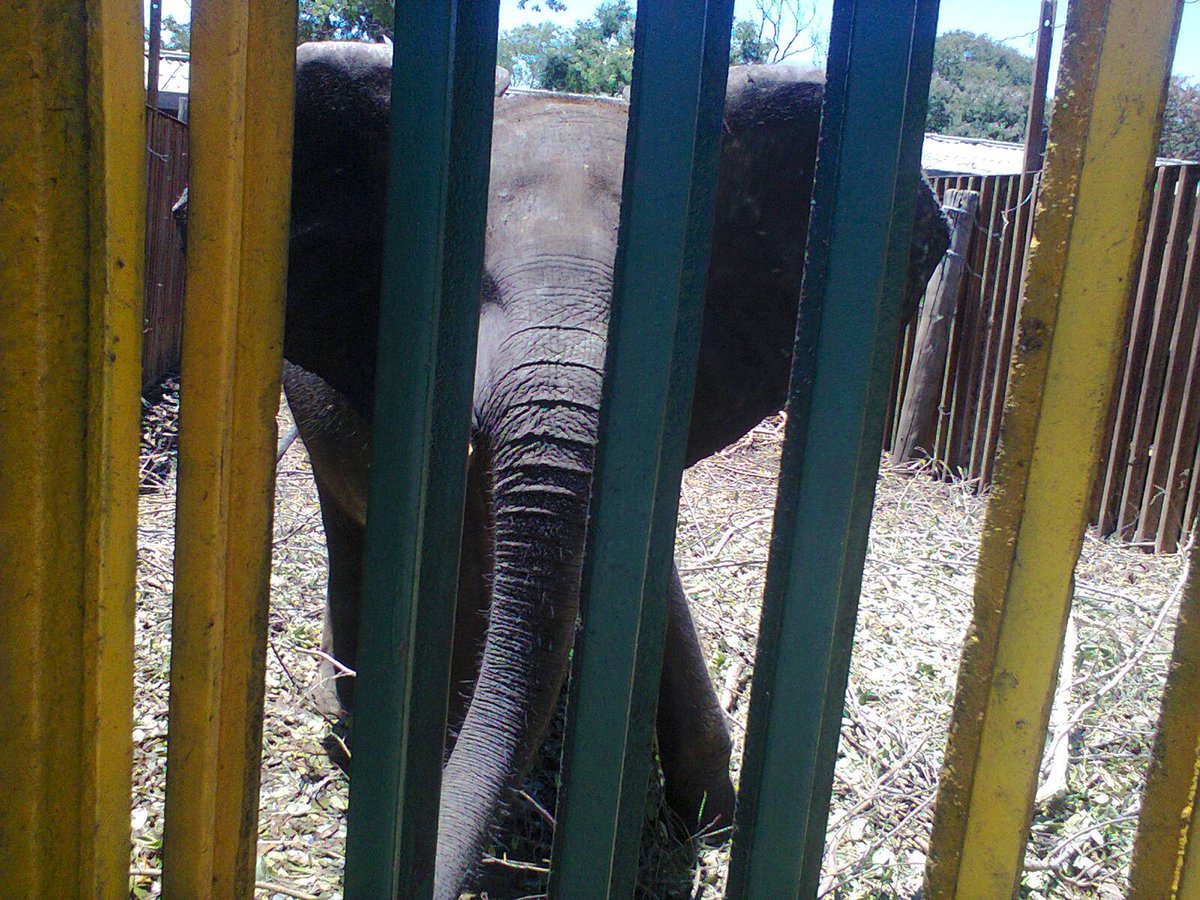 jenpoetess's tweet photo. CLARITY: 'Children' learn 'E' is for 'Elephant'βnot 'Extinction.'
Yet @USFWS voted for more trade in species π @DirectorDanAshe #ivoryfreePA https://t.co/qbZ3A5XWoL