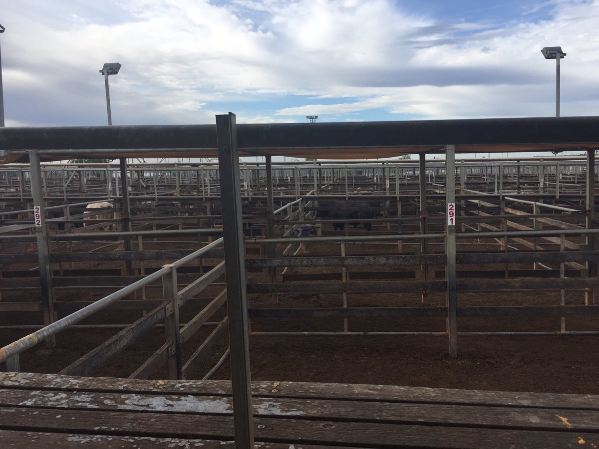 askART_Ltd's tweet photo. Australia's largest cattle selling centre offers free tours twice a week! #agritourism #ARTN2016 #outbackqueensland #thisisqueensland #roma https://t.co/YH7Q9sjW79