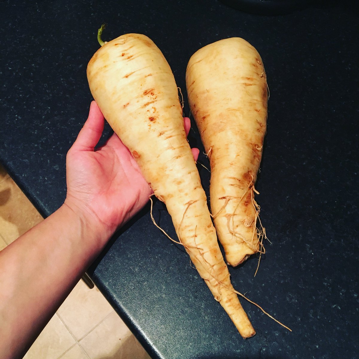 NewMacsFarm's tweet photo. Check out these bad boys from @FromeFood assembly tonight, from producer @MickDenney Tasty Leaves! #parsnips #veg https://t.co/f8ueb0tTTY