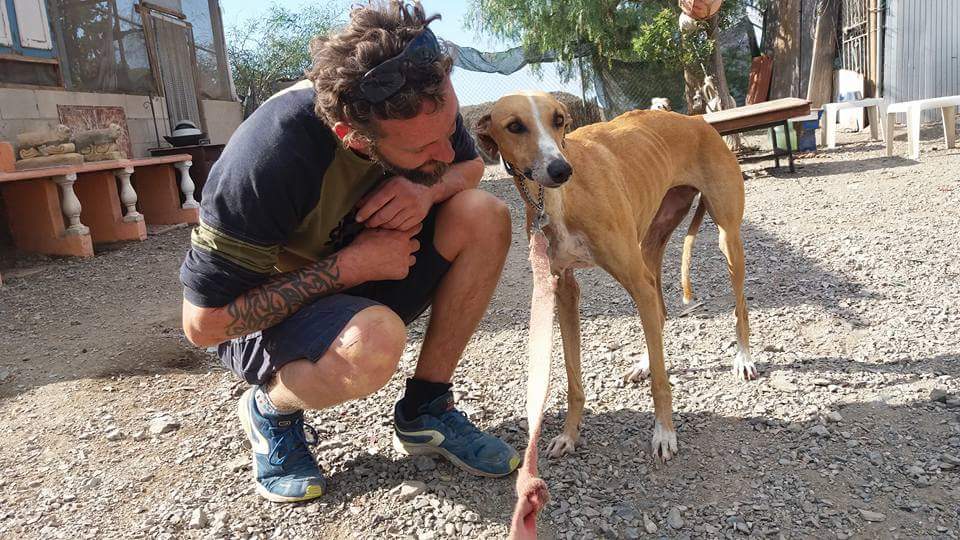 Chances4Animals's tweet photo. A terrible truth about dog welfare in Spain below. This is Princessa, a gentle lil #galgo girl - she's safe now... https://t.co/JVS234RZnj https://t.co/GBBJmEJ27k